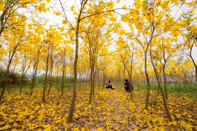 Vườn hoa phong linh nở sắc vàng rực rỡ đẹp tựa trời Âu ở Bắc Giang - 7Nhấn để phóng to ảnhAnh Nguyễn Đăng Giang (đến từ Bắc Giang) chia sẻ: 