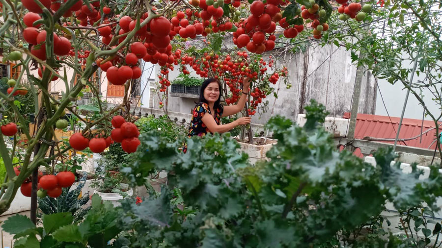 Vườn cà chua chín đỏ cả sân thượng.