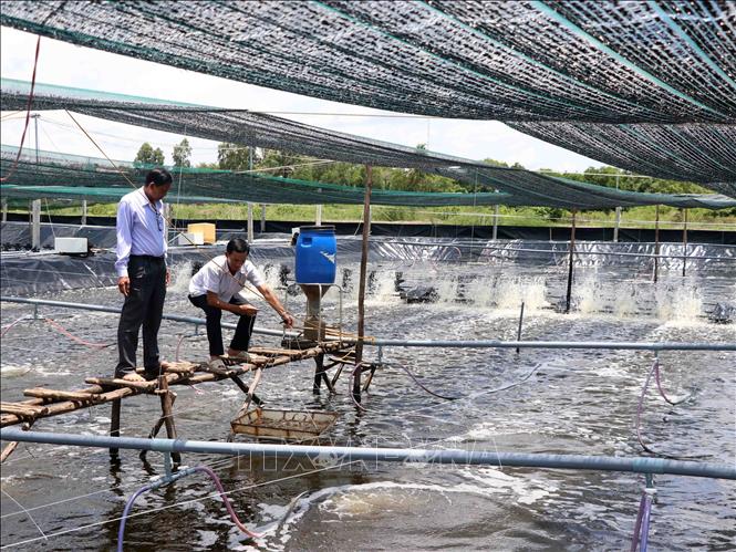Mô hình nuôi tôm siêu thâm canh gắn với bảo vệ môi trường tại xã Hòa Tân, thành phố Cà Mau, tỉnh Cà Mau.