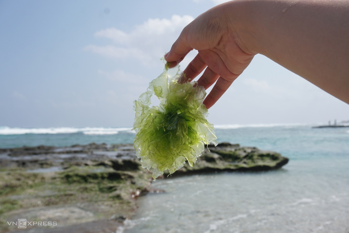 Không chỉ có rêu, du khách còn chụp ảnh với các loài rong biển dạt vào bờ biển Lý Sơn.