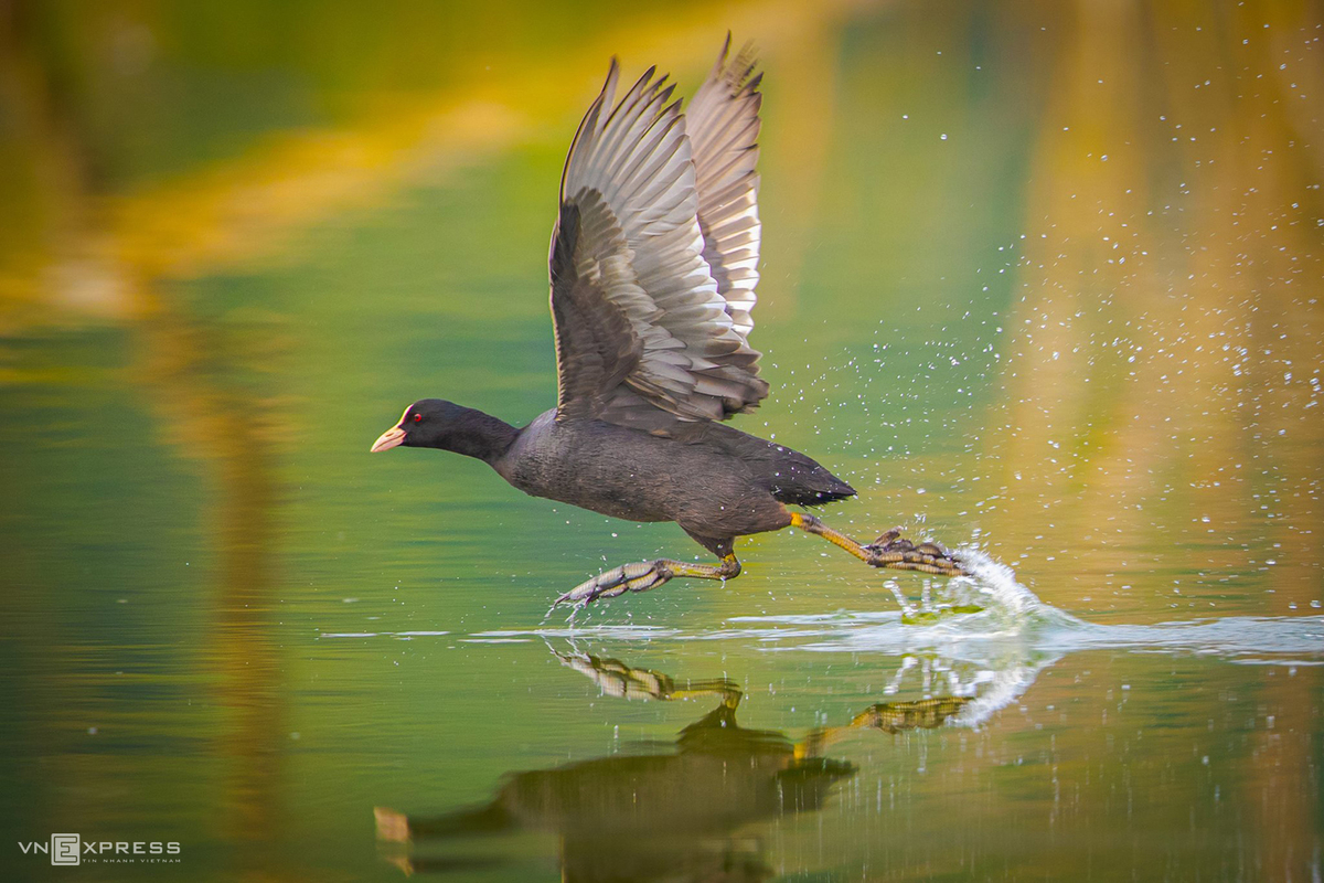 Chụp ảnh sâm cầm là khó khăn lớn nhất với nhóm, đặc biệt là khoảnh khắc chim “phi” trên mặt nước. Sâm cầm, có chiều dài khoảng 41 cm, thuộc họ gà nước, sống tại vùng đầm lầy và các hồ nước ngọt, hiện nay là loài chim hiếm ngoài tự nhiên tại Việt Nam. Ảnh: Võ Rin