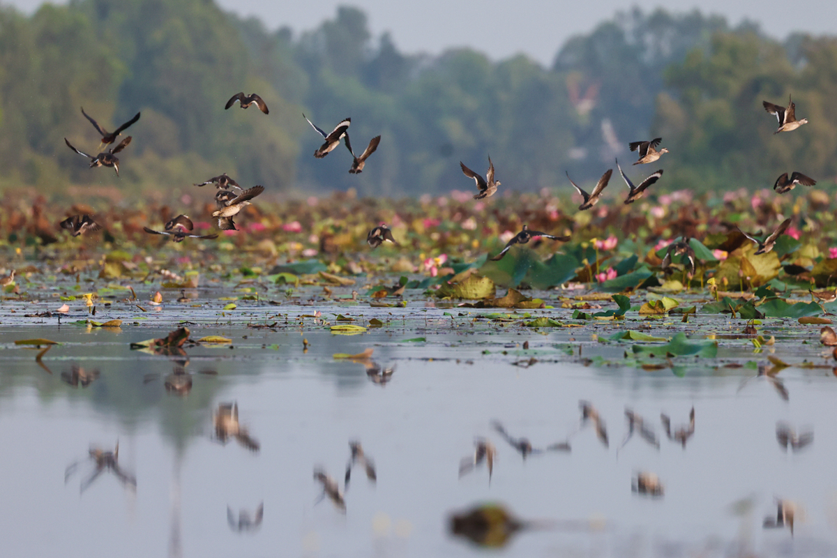 Ngoài ngắm những loài hoa mọc trong nước nở tưng bừng, Hải An còn bắt được nhiều khoảnh khắc của những đàn chim di trú về vườn quốc gia.