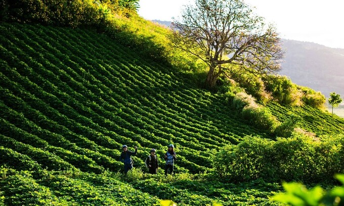 Khi đến với đồi chè, du khách có thể đi giữa những con đường mòn nhỏ, hai bên là những hàng chè tầng tầng lớp lớp, thỉnh thoảng sẽ bắt gặp những rặn cúc vàng mọc dại hay người dân đi làm rẫy, đám trẻ con dắt tay nhau đi học đi chơi... Ảnh: tingialai