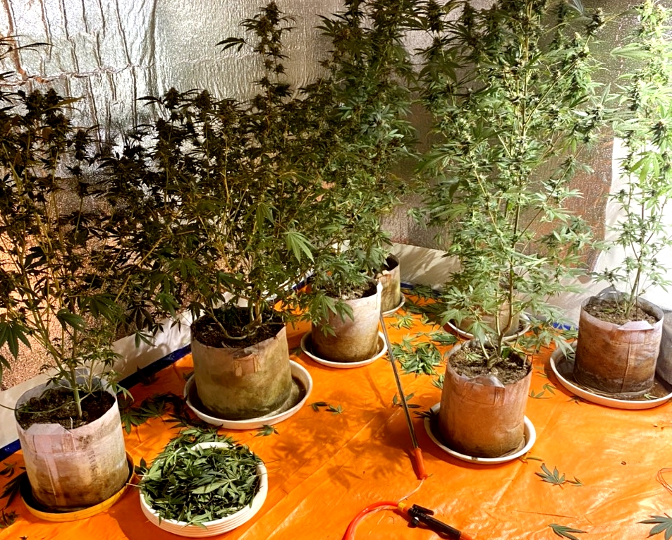 Cây cần sa được trồng trong các chậu tại nhà riêng đối tượng Nguyễn Tiến Quý.