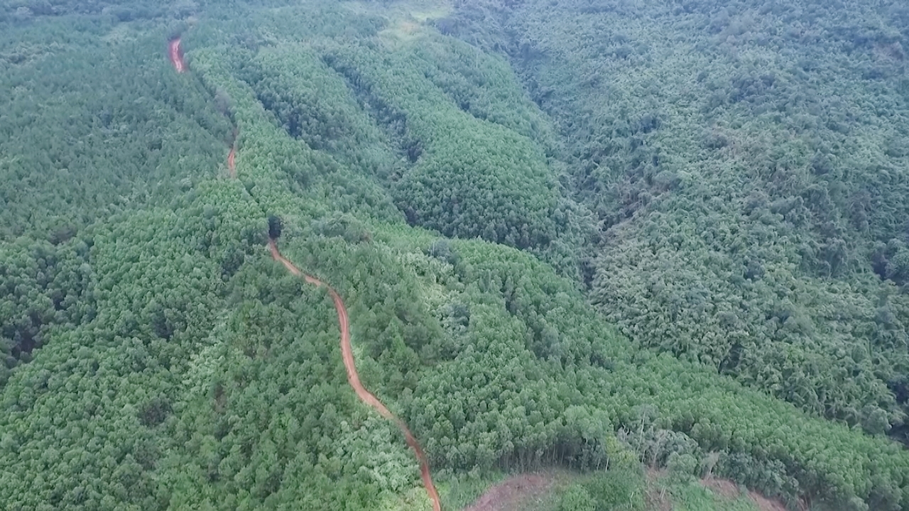 Trong giai đoạn 2020-2030, Quảng Ninh đặt mục tiêu tập trung trồng mới 24.000ha rừng gỗ lớn, cây bản địa,