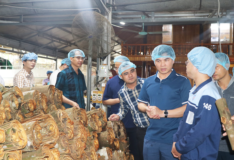 TP Uông Bí khảo sát tại cơ sở chế biến quế tại Văn Yên