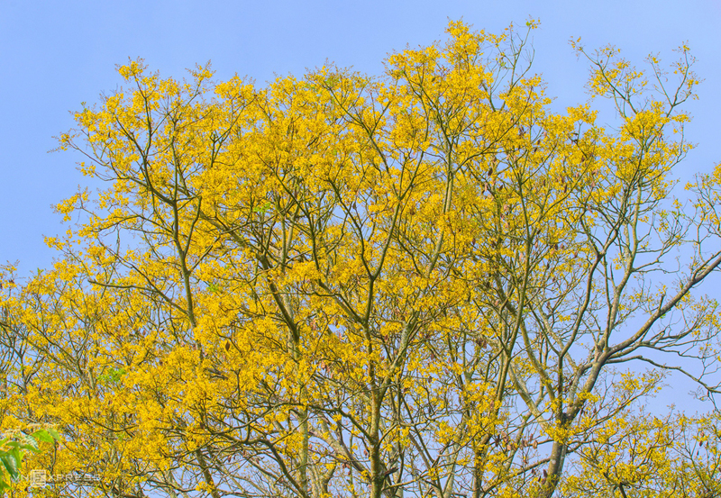 Khu vực bán đảo Sơn Trà, gần mũi Tiên Sa là nơi có hàng cây lim xẹt lâu năm, mỗi cây cao trung bình 9 -10 m. Tháng 4 mùa hoa nở, góc rừng như được nhuộm vàng, khoe sắc dưới nền trời xanh.