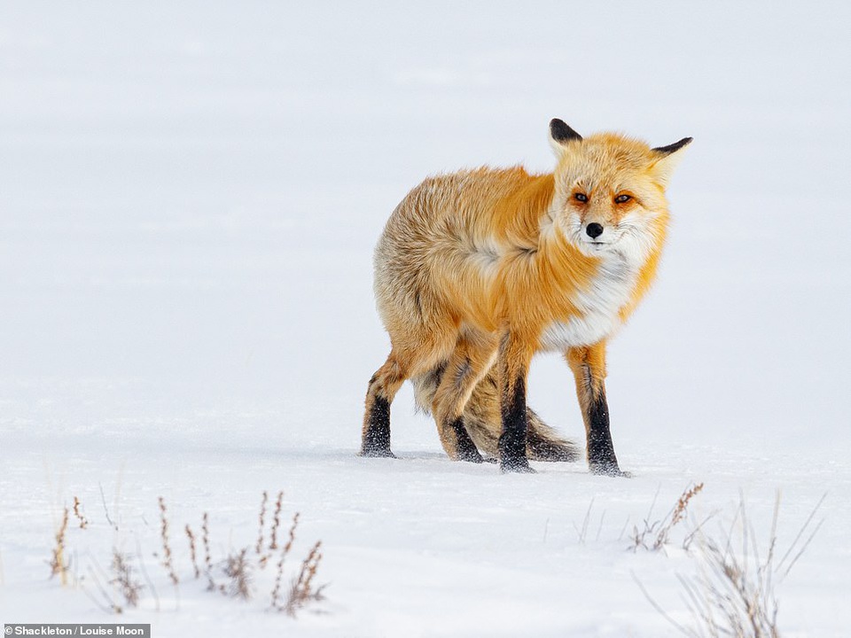 Louis Moon, nhiếp ảnh gia người Mỹ, đã bắt gặp hình ảnh con cáo bị gió quật ngã vào một ngày đông ở công viên quốc gia Yellow Stone.