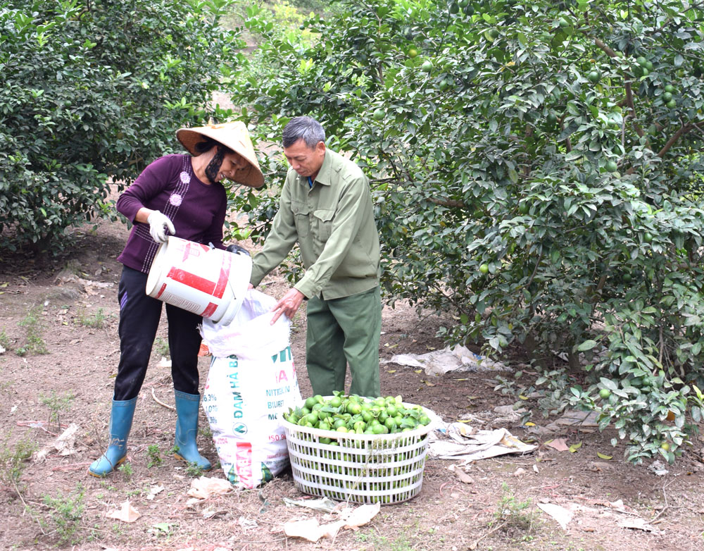 CCB Nguyễn Đức Chính là người sản xuất kinh doanh giỏi của xã Đông Hải (Tiên Yên).