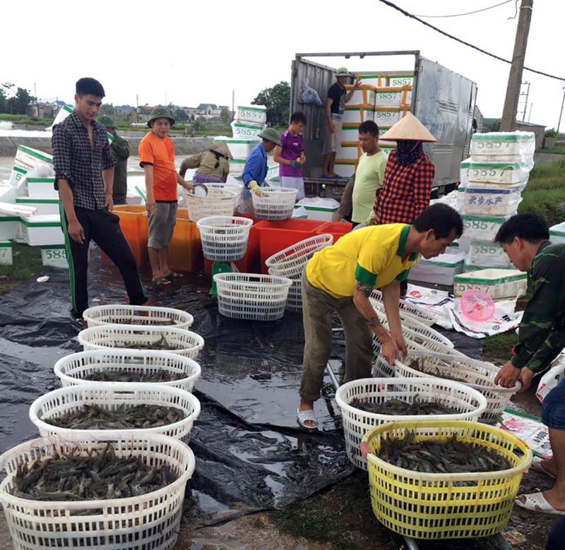 TP Móng Cái đã hình thành các chuỗi liên kết trong nuôi trồng, chế biến tôm thẻ chân trắng.