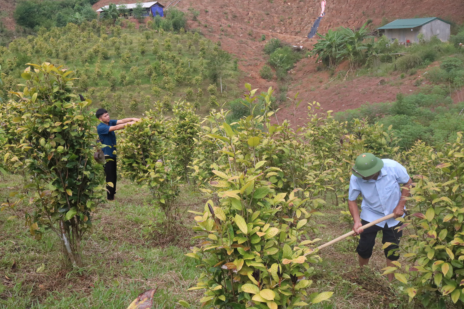 Mô hình trồng chè hoa vàng ở Ba Chẽ mang lại kinh tế ổn định cho người dân địa phương