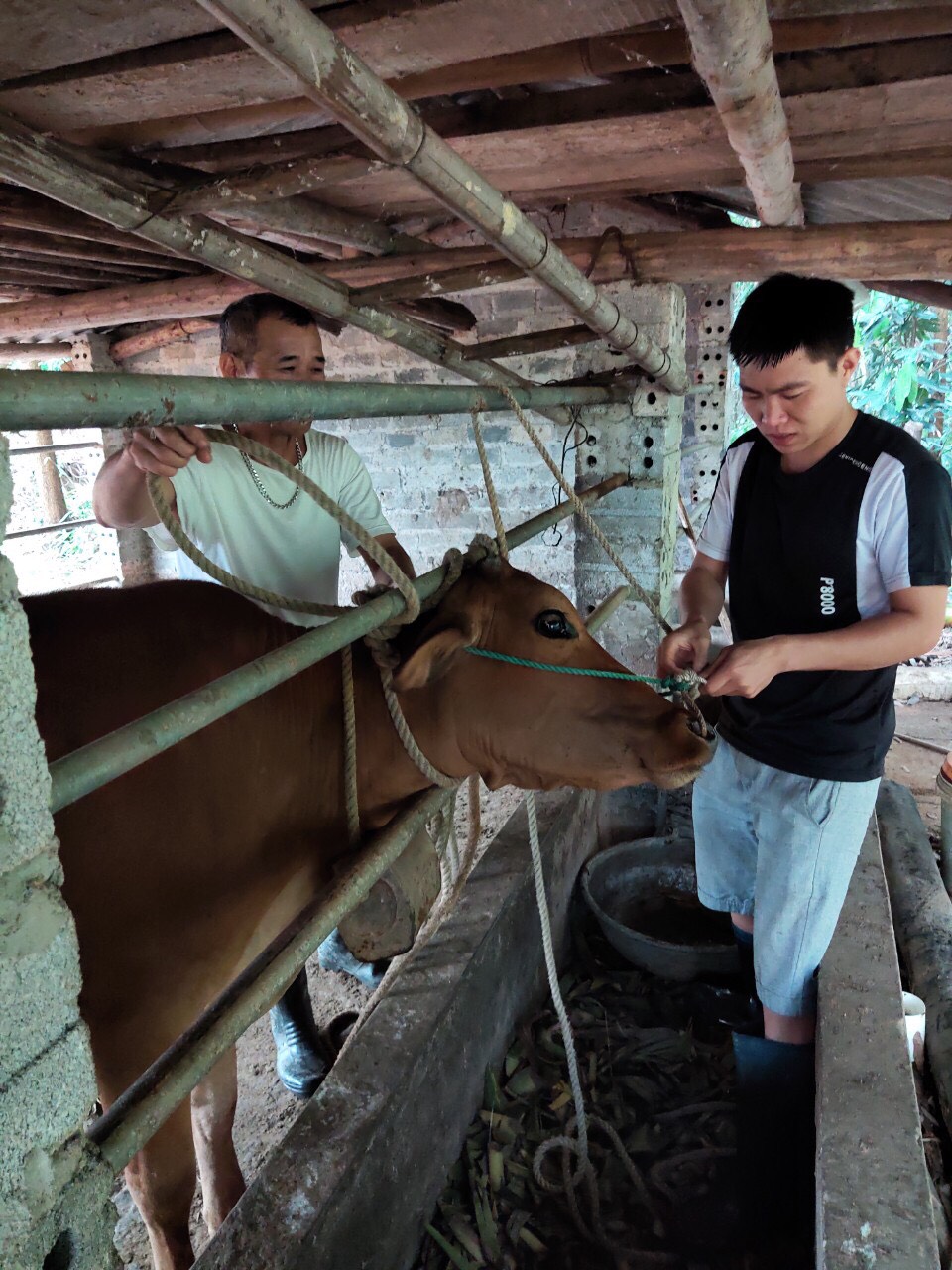 Cán bộ thú y tiến hành tiêm phòng vacxin viêm da nổi cục trên đàn trâu, bò tại thị trấn Ba Chẽ