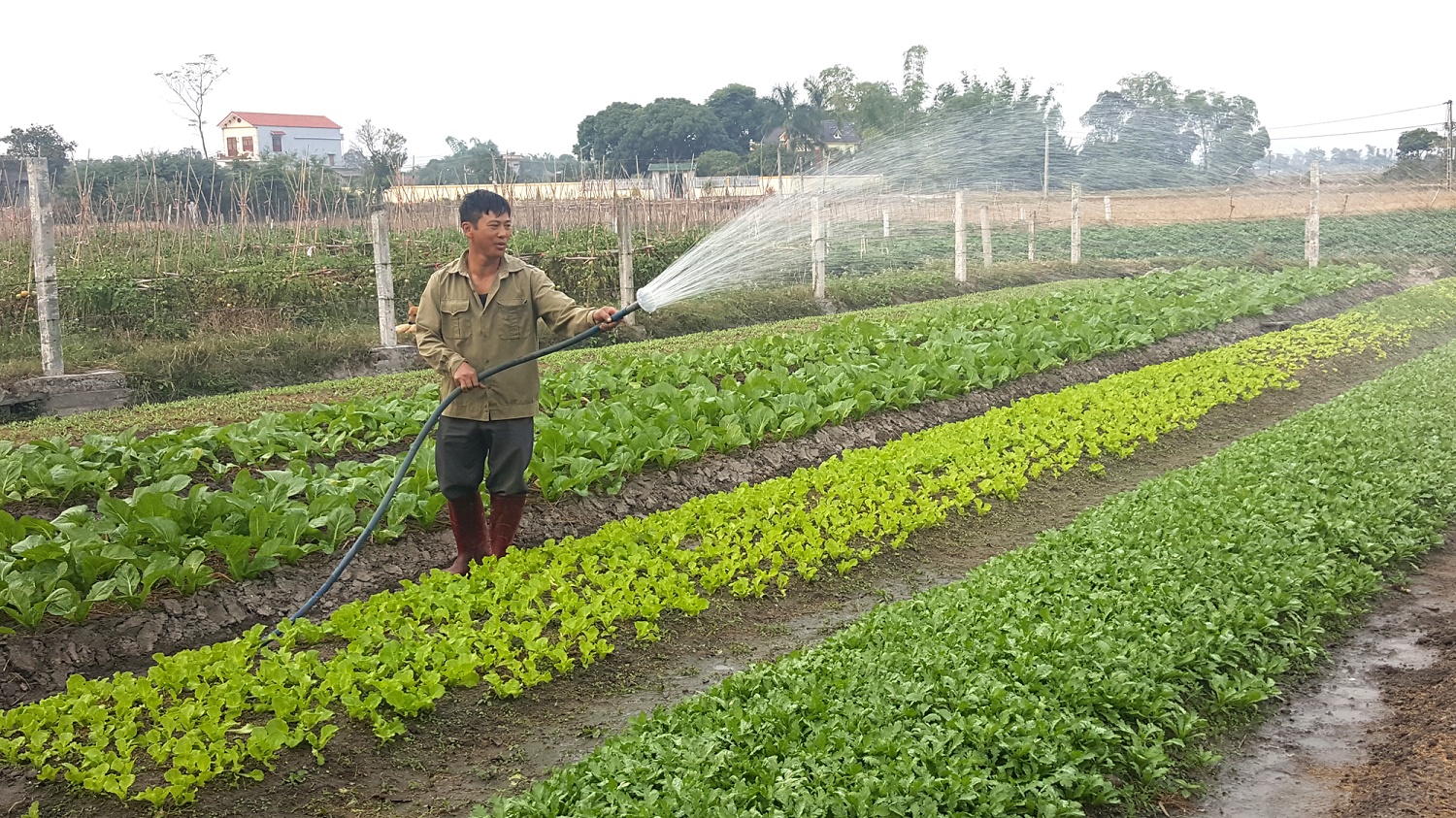 Cánh đồng rau theo mô hình vường kiểu mẫu của người dân xã Quảng Minh, huyện Hải Hà 