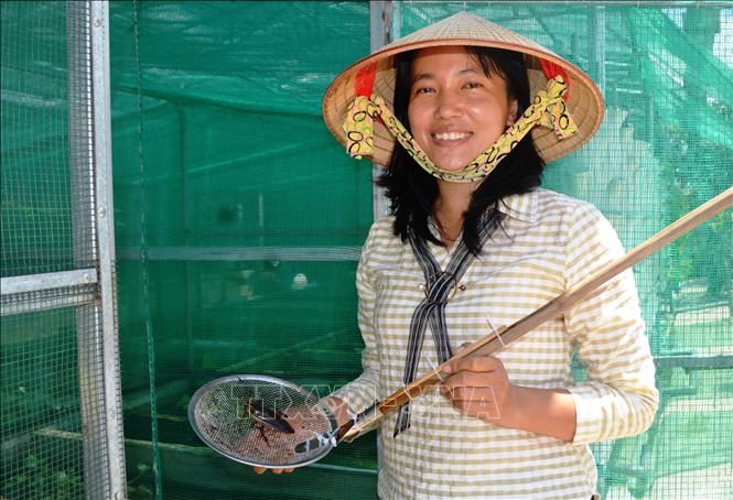 Quy trình nuôi cà cuống theo mô hình Aquaponist của chị Nguyễn Thị Lan mang lại hiệu quả kinh tế cao.