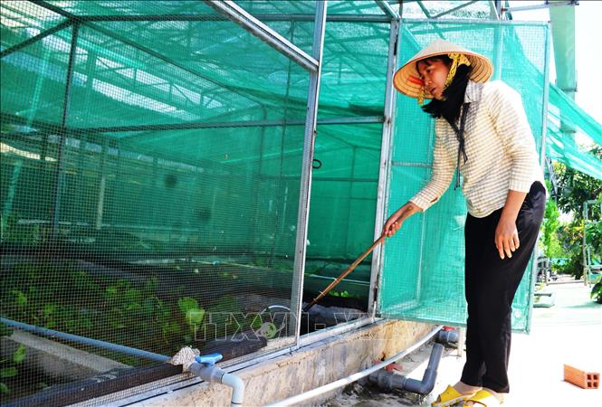 Quy trình nuôi cà cuống theo mô hình Aquaponist của chị Nguyễn Thị Lan mang lại hiệu quả kinh tế cao.