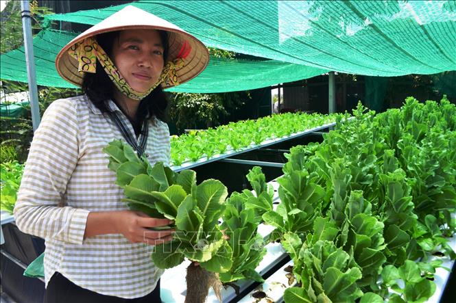 Quy trình nuôi cà cuống, trồng rau thủy sinh theo mô hình Aquaponist của chị Nguyễn Thị Lan mang lại hiệu quả kinh tế cao.