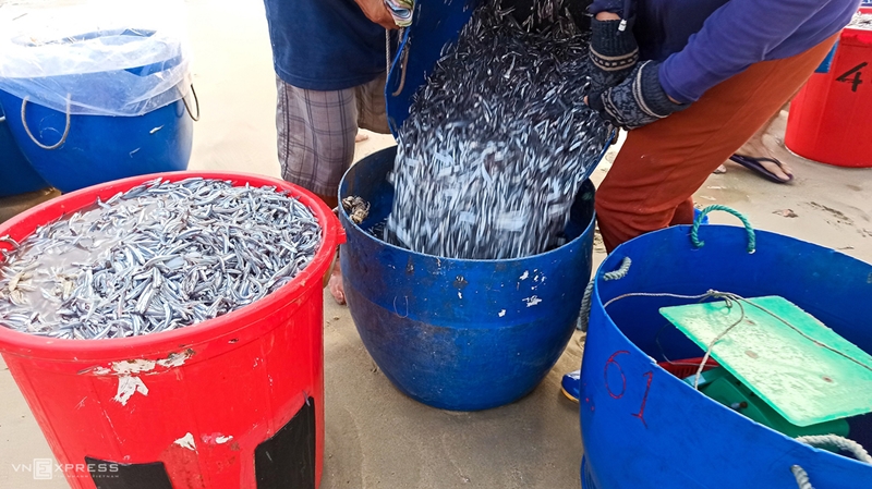 Những thùng cá cơm được bán cho thương lái và đem đi phơi. Ngư dân cho biết cá cơm, cá nục thường được khai thác bằng mành mùng (lưới vây rút trũ), nhiều hôm trúng đậm 1-2 tấn cá.