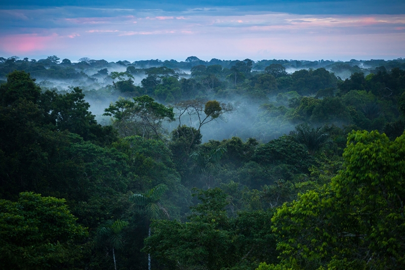 Rừng Amazon trải rộng trên nhiều quốc gia Nam Mỹ và là rừng mưa nhiệt đới lớn nhất thế giới, nổi tiếng về độ đa dạng sinh học. Nơi đây có hàng nghìn con sông, tạo nên môi trường sinh thái cho hệ động thực vật phong phú, cũng như cung cấp nguồn sống cho con người. Tuy nhiên, tốc độ tàn phá rừng ngày càng tăng cùng sự biến đổi khí hậu toàn cầu đã khiến diện tích rừng bị thu hẹp nhanh chóng. Với đà này, theo một nghiên cứu được đăng tải trên tờ Nature Communications, rừng Amazon có thể biến thành hoang mạc trong vòng 50 năm sau khi hệ sinh thái ở đây đạt đến ngưỡng sụp đổ. Ảnh: Scoop.