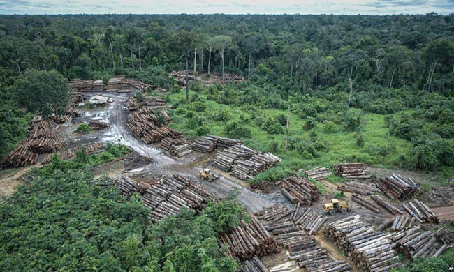 Một cánh rừng bị chặt phá trái phép ở lưu vực Amazon. Ảnh: AP.