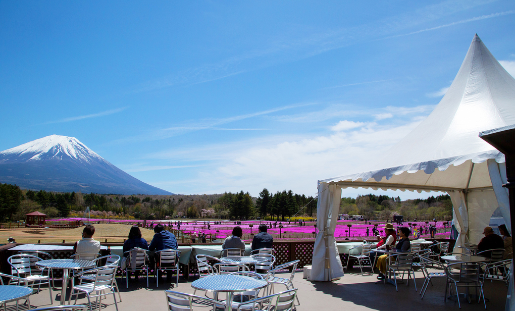 Theo CGTN, cuối tháng 4, ngày càng đông du khách đến ngắm thảm hoa màu hồng cùng với cảnh tượng núi Phú Sĩ đằng xa và tham gia lễ hội Fuji Shibazakura. Lễ hội năm nay diễn ra từ ngày 17/4 đến 30/5, ở Fujikawaguchiko, tỉnh Yamanashi, miền trung Nhật Bản. Ảnh: VCG