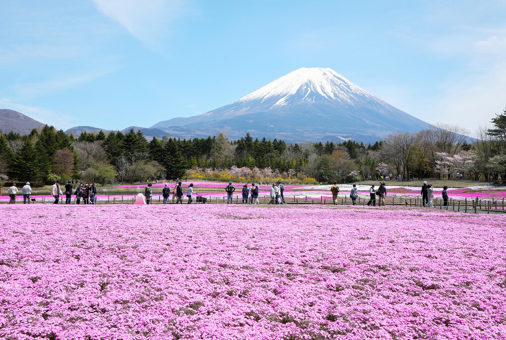 Theo CGTN, cuối tháng 4, ngày càng đông du khách đến ngắm thảm hoa màu hồng cùng với cảnh tượng núi Phú Sĩ đằng xa và tham gia lễ hội Fuji Shibazakura. Lễ hội năm nay diễn ra từ ngày 17/4 đến 30/5, ở Fujikawaguchiko, tỉnh Yamanashi, miền trung Nhật Bản. Ảnh: VCG