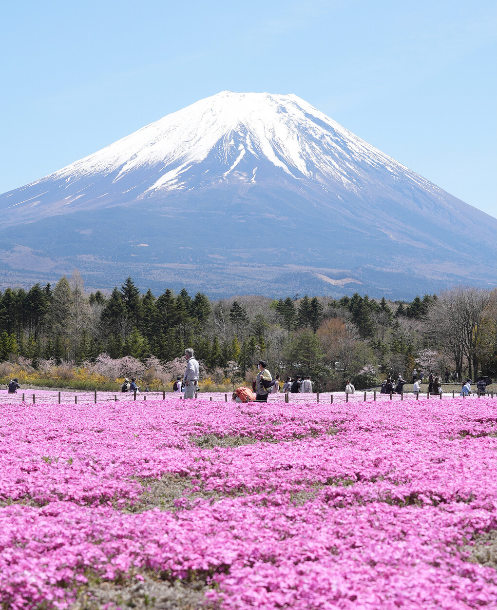 Loài hoa màu hồng mọc và nở thành thảm lớn này có tên là chi anh (shibazakura), thường rộ vào cuối xuân đầu hè, khoảng giữa tháng 4 đến cuối tháng 5 hàng năm. Thời gian nở kéo dài nhưng những ngày ngắm hoa đẹp nhất sẽ rơi vào 2 - 3 tuần đầu tháng 5. Năm nay hoa chi anh nở sớm hơn, ước tính có tới 800.000 cây khoe sắc. Ảnh: VCG