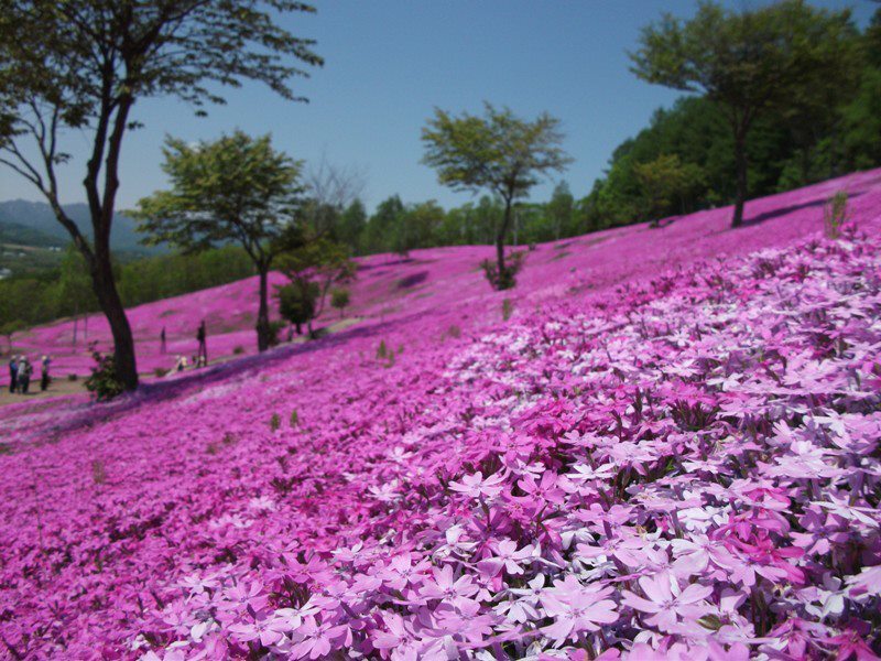 Hoa chi anh là giống hoa mọc sát đất, có nguồn gốc từ Mỹ, tên tiếng Nhật là shibazakura có nghĩa là 