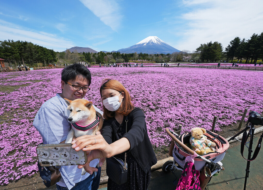 Lễ hội Fuji Shibazakura được tổ chức cách hồ Motosuko khoảng 3 km về phía nam, địa điểm lý tưởng để ngắm hoa chi anh nở như trải thảm dưới chân núi Phú Sĩ. Năm nay lễ hội vẫn thu hút du khách đến tham quan dù Covid-19 chưa chấm dứt. Motosuko Resort được đánh giá là điểm ngắm hoa chi anh đẹp nhất. Năm 2015 nơi đây cũng được CNN chọn vào top điểm đến của Nhật Bản. Ảnh: VCG