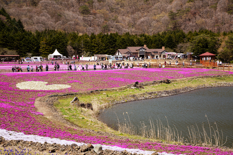 Khách được vào khu vực lễ hội để tham quan, chụp hình từ 8h đến 17h hàng ngày, giá vé 800 yên/người lớn (khoảng 170.000 đồng), 250 yên/trẻ em (hơn 50.000 đồng). Ngoài ra, du khách có thể tham gia cả lễ hội ẩm thực Mt. Fuji Delicious Festa gần vườn hoa, thưởng thức các món ăn, đồ uống tươi ngon khi ngắm cảnh. Ảnh: Hiroki Ochiai/Tokyo Date Navi