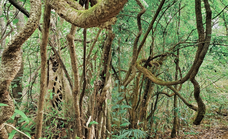 Sinh cảnh vùng rừng nhiệt đới ẩm đa dạng. Tại đây có những loài thực vật được người bản địa dùng làm các vị thuốc chữa bệnh, hay sử dụng trong sinh hoạt hàng ngày như cây lồ ô, trảng bằng lăng. 