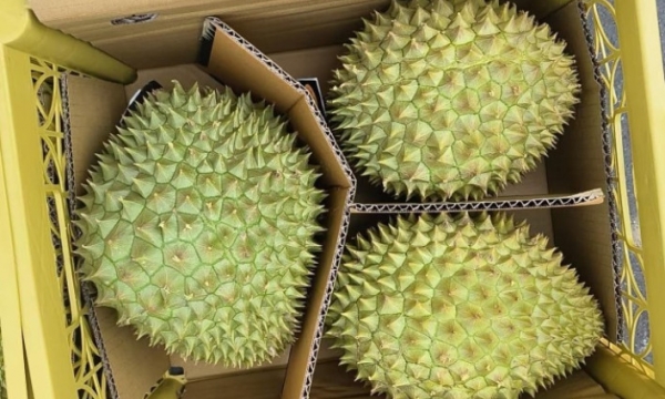 Xuất khẩu gần 1.000 tấn sầu riêng sang Trung Quốc hai ngày đầu năm - Báo  Quảng Ninh điện tử