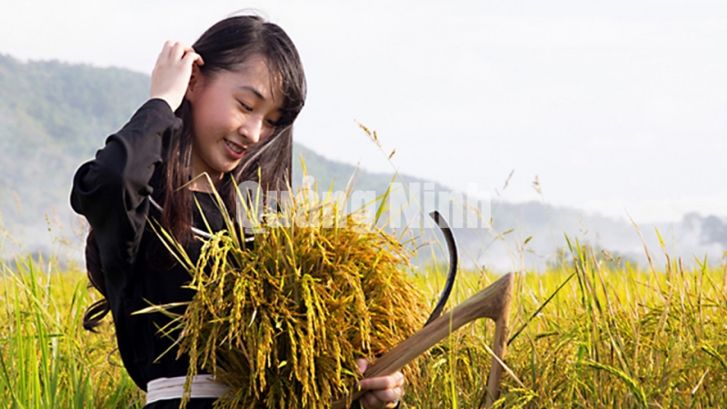 Cô gái Tày (huyện Bình Liêu) gặt lúa (12-2015). Ảnh: Khánh Giang