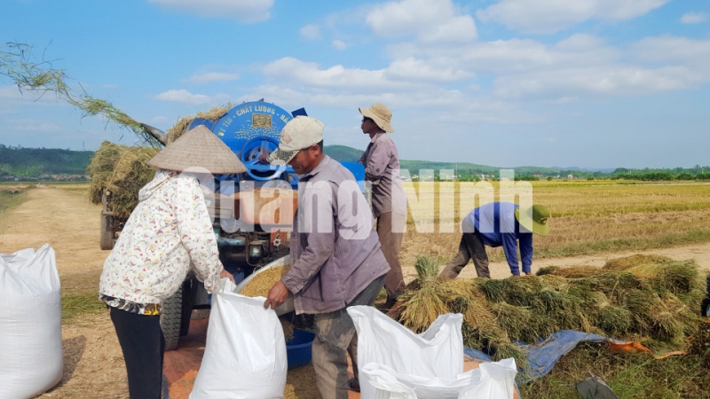 Người dân thu hoạch lúa tại cánh đồng mẫu lớn xã Sông Khoai. Ảnh: Nguyễn Thanh