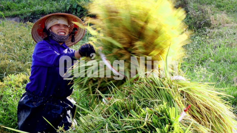 Niềm vui được mùa của nông dân xã Cẩm La. Ảnh: Dương Phượng Đại