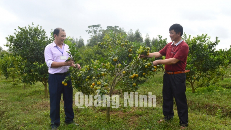 Vườn cam kiểu mẫu của gia đình ông Phạm Văn Đỗ, thôn 3, xã Quảng Nghĩa, TP Móng Cái (1-2018). Ảnh: Hoàng Quỳnh