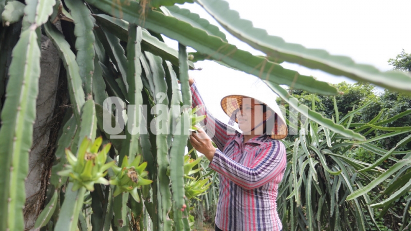 Mô hình trồng thanh long ruột đỏ tại thôn Trại Thông, xã Bình Khê đang hướng tới mô hình vườn mẫu (5-2018). Ảnh: Hùng Sơn