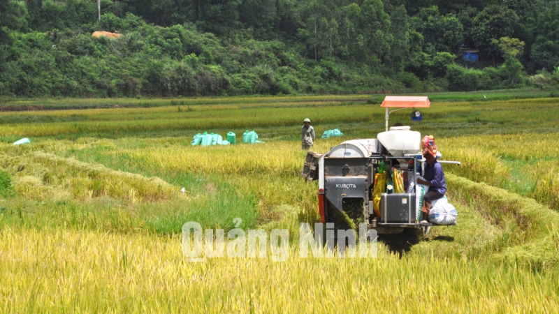Thu hoạch lúa bằng máy gặt đập liên hợp của hộ ông Hoàng Văn Kiên (thôn Tân Lương, xã Tân Bình, huyện Đầm Hà). Ảnh: Trung Thành