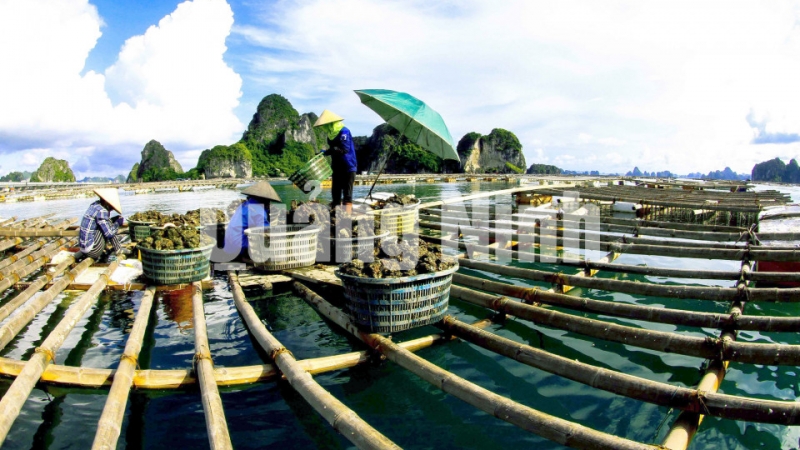 Ngư dân thu hoạch hàu trên Vịnh Bái Tử Long (6-2017). Ảnh: Dương Phượng Đại
