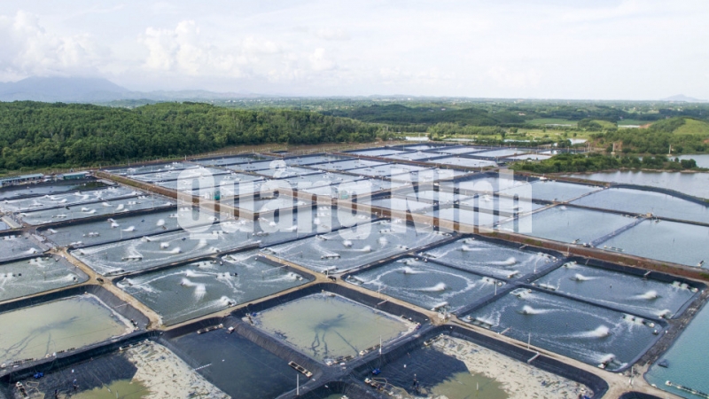 Trung tâm Sản xuất giống công nghệ cao và Nuôi trồng thực nghiệm giống hải sản Quảng Ninh tại xã Đại Bình. Ảnh: Đỗ Giang (8-2018)