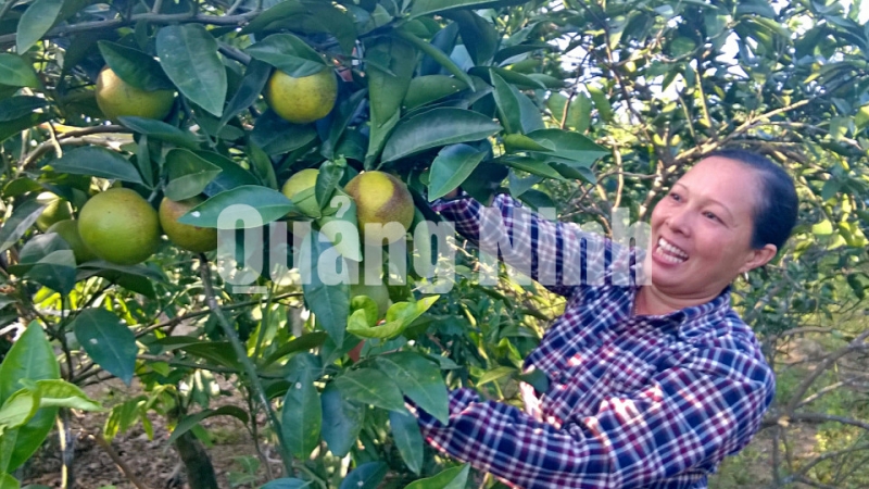 Mô hình trồng cam ở thôn 3, xã Quảng Thịnh (10-2015). Ảnh: Ánh Hồng (Đài Hải Hà)
