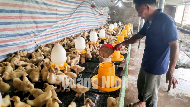 Mô hình nuôi ngan của người dân thôn Trung Sơn, xã Quảng Lợi, huyện Đầm Hà (7-2019). Ảnh: Hoàng Giang