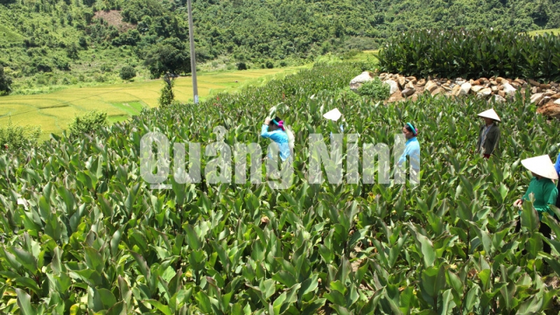 Người dân xã Tình Húc chăm sóc cây dong riềng. Ảnh: Nguyễn Hoa