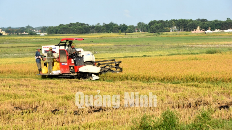 Nông dân xã Tân Lập, Đầm Hà thu hoạch lúa vụ xuân năm 2020 (7-2020). Ảnh: Hoàng Giang