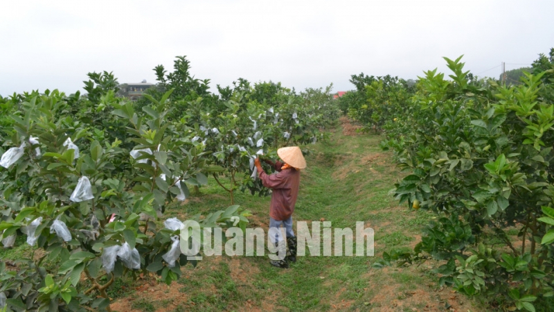 Vườn trồng cam xen ổi của gia đình anh Nguyễn Văn Ngà, thôn Tân Hợp (xã Quảng Tân) (12-2016). Ảnh: Trần Hoàn (Trung tâm TT-VH Đầm Hà)