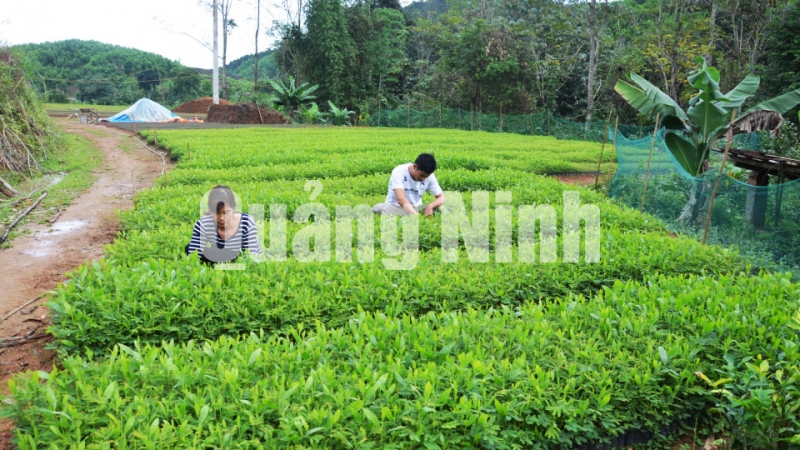 Người dân thôn Bản Phai, xã Hà Lâu chăm sóc vườn keo giống (3-2014). Ảnh: Lan Anh
