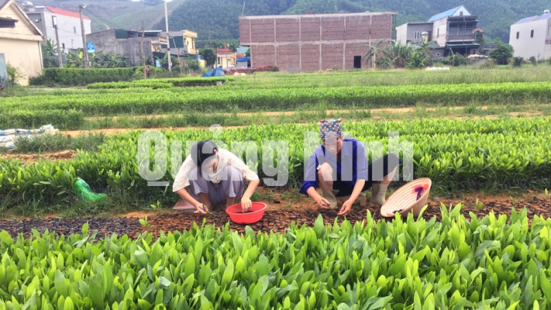 Trồng ươm trồng keo tại xã Sơn Dương (5-2020). Ảnh: Vạn Thảo