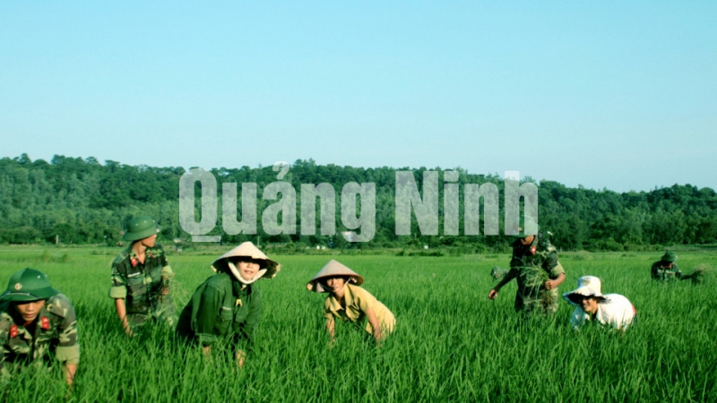 Cán bộ, chiến sĩ Lữ đoàn 242 (Sư đoàn 395, Quân khu 3) thu hoạch lúa giúp nhân dân xã Vạn Yên, huyện Vân Đồn (6-2017). Ảnh: Trúc Linh