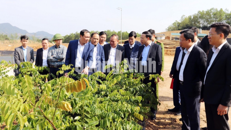 Bí thư Tỉnh ủy Nguyễn Xuân Ký thăm, kiểm tra vườn ươm giống cây lâm nghiệm của huyện Ba Chẽ (2-2021). Ảnh: Trúc Linh