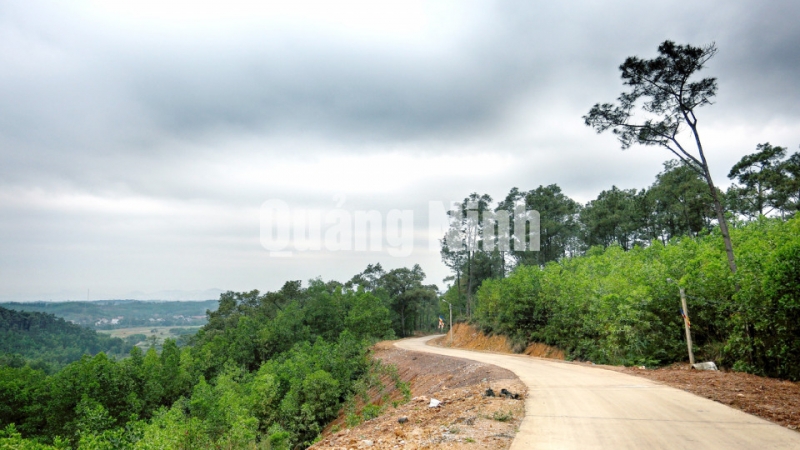 Con đường lên chùa Vân Phong được bao quanh bởi rừng thông.