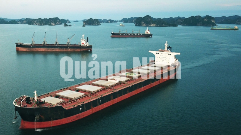 Tàu ANNOU MAX trọng tải gần 177.000 tấn hạ neo tại khu vực cảng Hòn Nét (TP Cẩm Phả) (6-2019). Ảnh Đỗ Phương